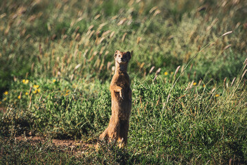 mountain zebra natinal park, south africa 