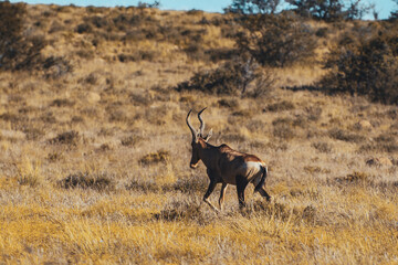 antelope, mountain zebra national park, south africa 
