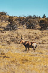 antelope, mountain zebra national park, south africa 