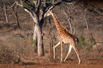 Giraffe walking in the South African bush, National Park