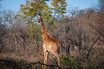 Giraffe walking in the South African bush, National Park