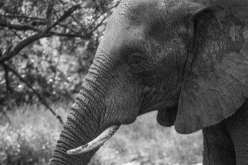 close up of an elephant, South Africa 