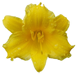 Yellow daylily flower Stella de Oro