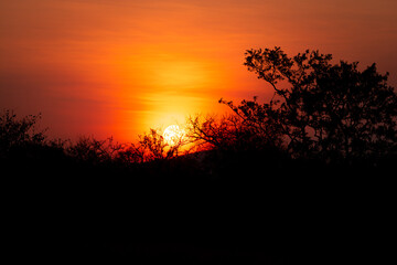 sunset in the bush, south africa, wildlife 
