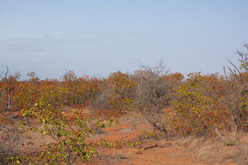 The South African Bush Landscape, beauty of the wild. 