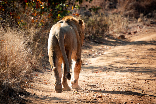 A lion fromt behind, in the wild, South Africa, National Park 