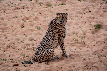 Cheetah in the wild, South Africa, National Park