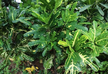 Codiaeum Variegatum in the garden