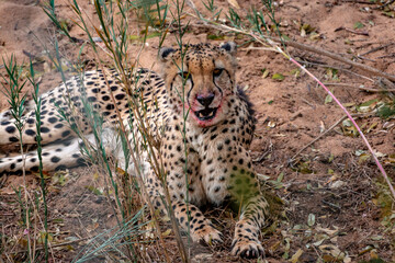 Cheetah in the wild, South Africa, National Park