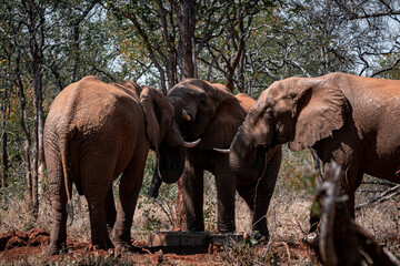 Elephant in the wild, South Africa, National Park