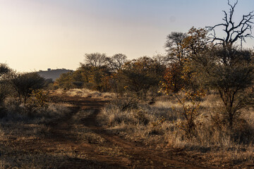 South Africa, road in the bush, leading into the wild