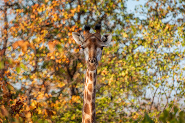Giraffe close up, in the South African bush, National Park