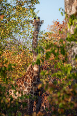 Giraffe walking in the South African bush, National Park