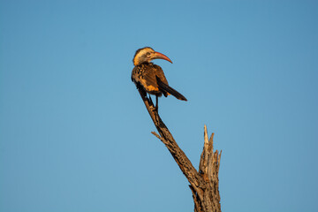 yellow billed hornbill, national park, south africa 