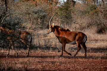 Antelope walking in the South African bush, National Park, sunst 