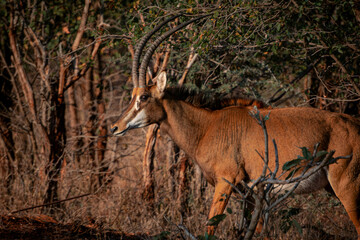 Antelope walking in the South African bush, National Park, sunst 