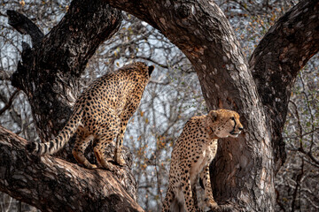 Cheetah in a tree, South Africa, National Park