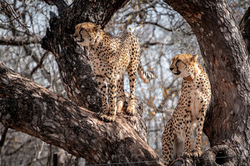 Cheetah in a tree, South Africa, National Park