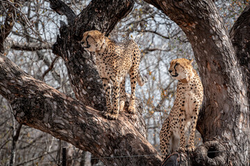 Cheetah in a tree, South Africa, National Park
