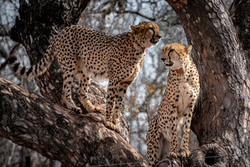Cheetah in a tree, South Africa, National Park