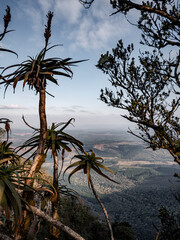 God's Windows, National Park, South Africa, indigenous plant