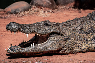 South Africa, Crocodile, Wildlife.