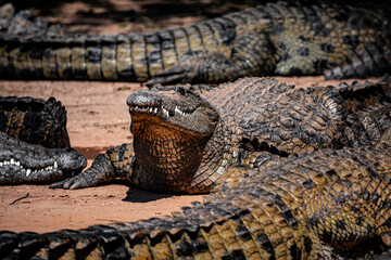 South Africa, Crocodile, Wildlife.