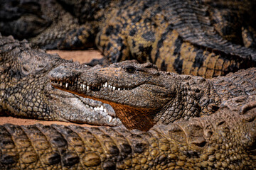 South Africa, Crocodile, Wildlife.