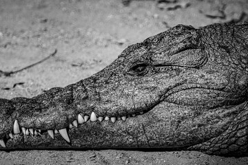 South Africa, Crocodile, Wildlife.