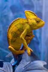 The yellow chameleon Chamaeleonidae is a family of lizards that can change body color. Bright portrait of an animal. Lizard. © Real_life