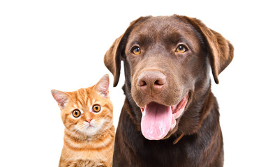 Portrait of a cute Labrador and ginger kitten Scottish Straight isolated on white background