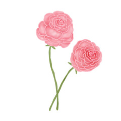 Pink Rose. Valentine Symbols. Watercolor Flower. 