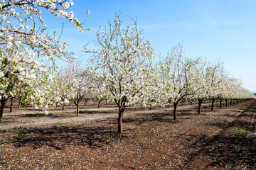 White flowering almond trees