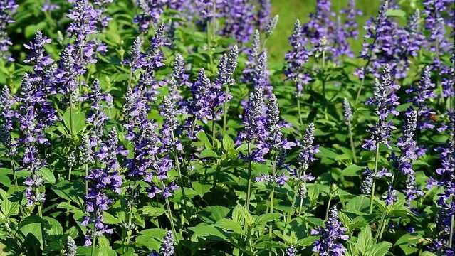 Footage of a swarm of bees collecting nectar from blooming Lavenders