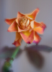 Orange rose flower. Vertical.