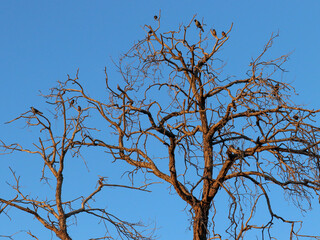 barren tree in autumn with clear blue sky in background