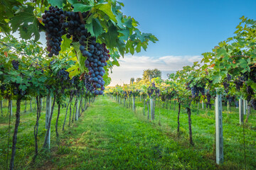 Fototapeta na wymiar Grape harvest