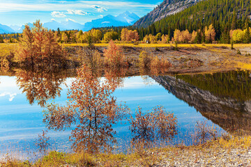Fototapeta premium The yellow leaves