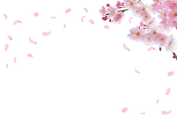 Obraz na płótnie Canvas 春の桜　風に舞うピンクの花びら　ホワイトバックの背景素材