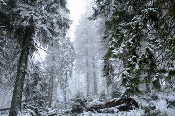 Biała, śnieżna zima na szlaku turystycznym szlaku w górach