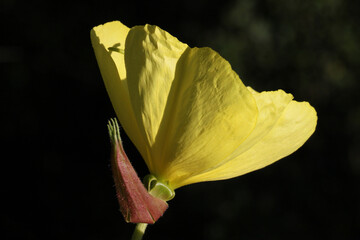 Large-flowered evening primrose ( Oenothera glazioviana ) close-up with flourishing blossom showing sepals and petals with dewdrops