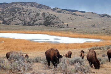 Bisontes pastando en paisaje con lago nevado y montaña al fondo en Wyoming, Estados Unidos