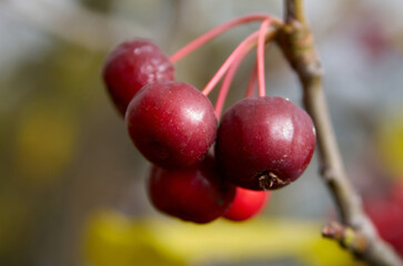 Close-up of bunch of ripe red wild apples on a tree