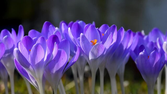  Crocus, flowers of spring in Germany with zoom