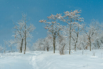 Snow falls on a sunny day in a deciduous forest