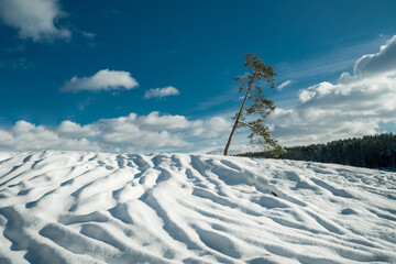One pine tree on a snowy mountain on a sunny day