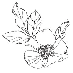 Vector floral illustration of a flower of a herb rose. Illustration of rose hips
