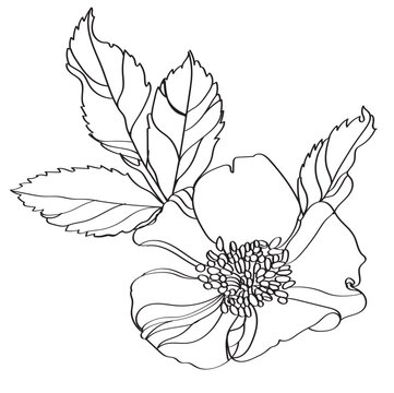 recommend clip art: Vector floral illustration of a flower of a herb rose. Illustration of rose hips