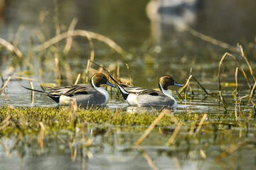 Northern pintail or Anas acuta family or pair water birds floating together in pattern at wetland of keoladeo national park or bharatpur bird sanctuary rajasthan india asia