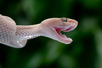 Pinkish grey mangrove pit viper snake Trimeresurus purpureomaculatus attacking with mouth open bokeh background